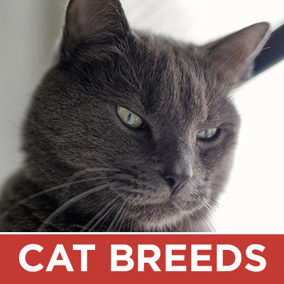 Cat Breeds