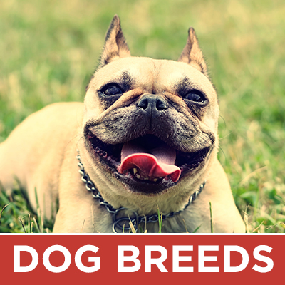 Dog Breeds